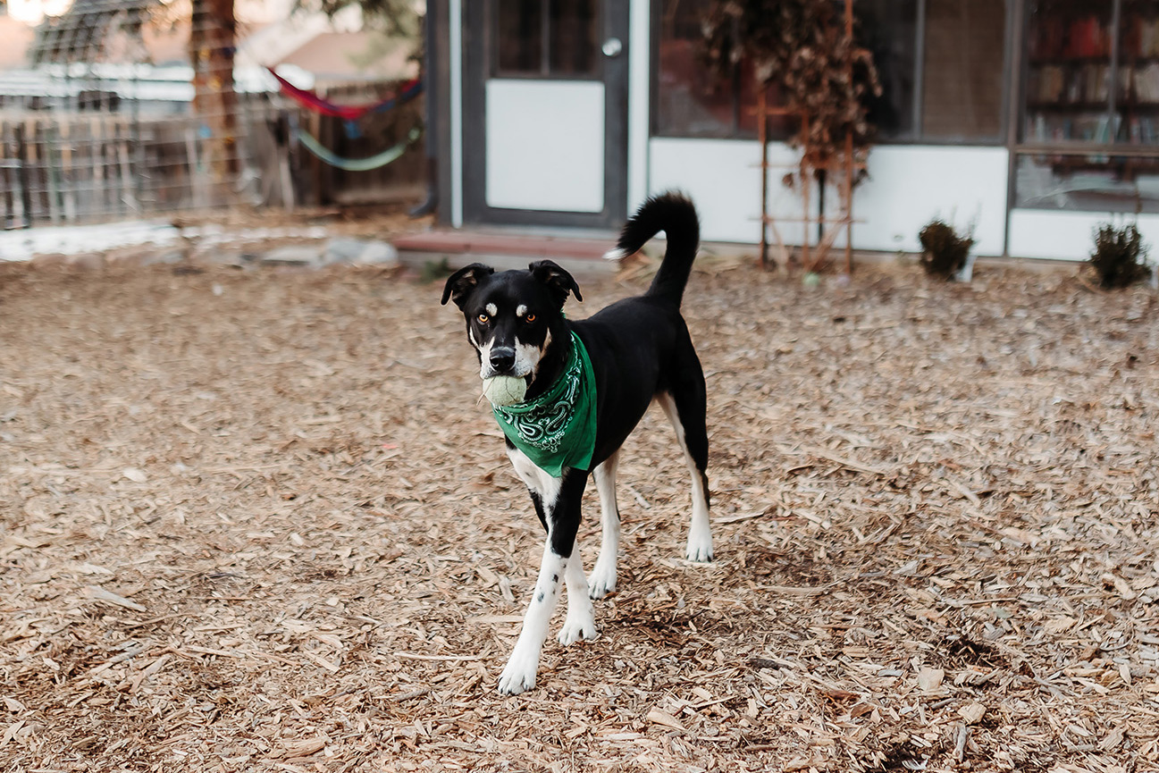 dog with ball in his mouth in backyard of Boulder home, hammocks and garden in the background and sunroom with books