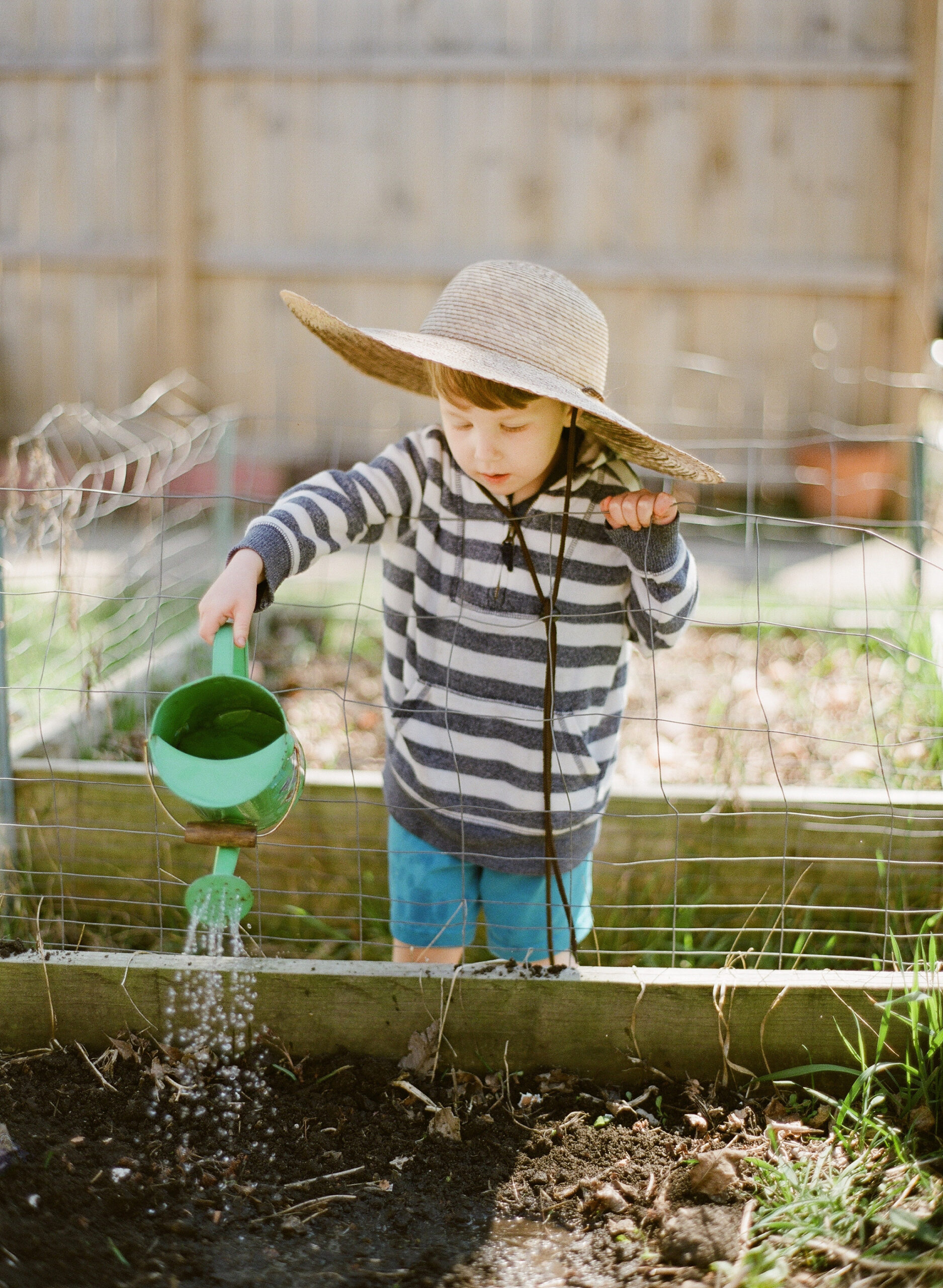 Toddler waters backyard garden