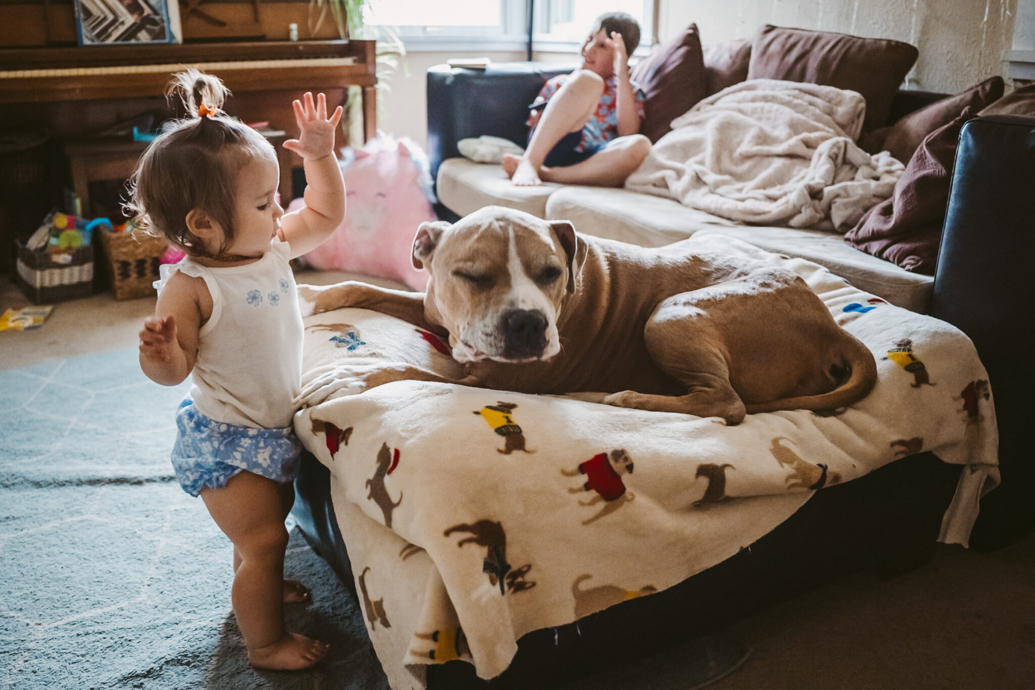 toddler plays with pitbull dog on couch with brother in background