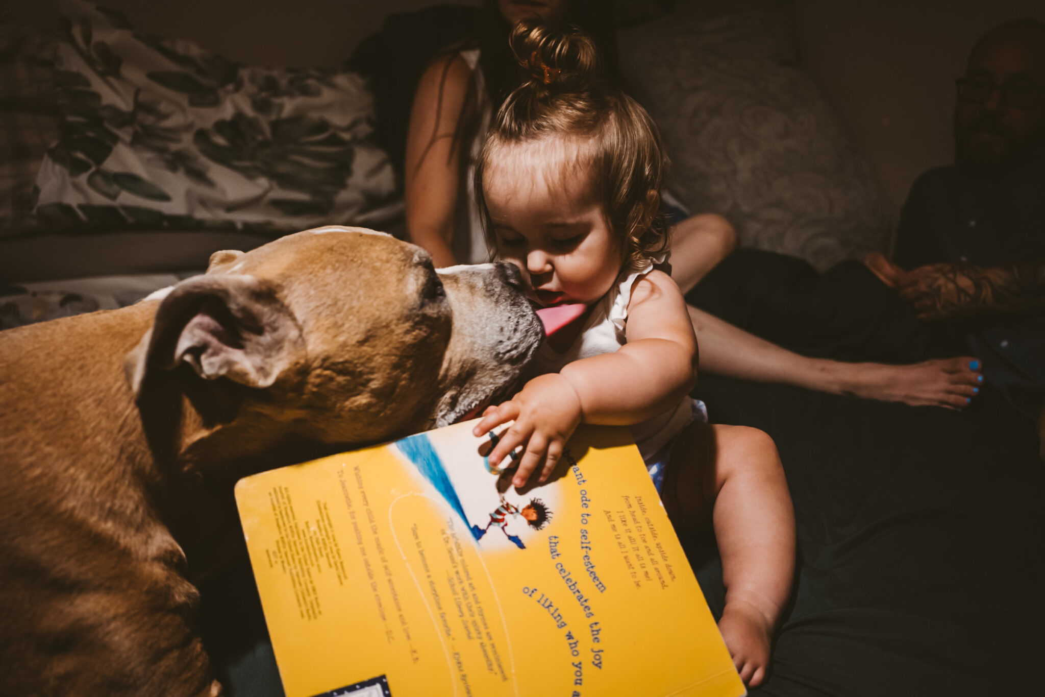 pit bull dog licks toddler in the face